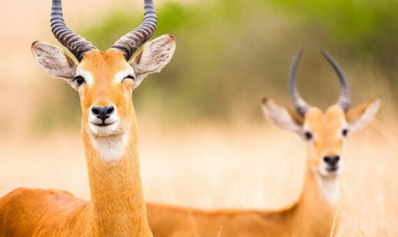 antilope-blog