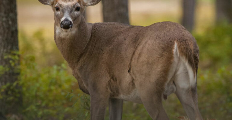 deer-campaign-image