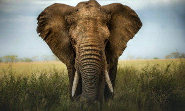 elephant-campaign-image