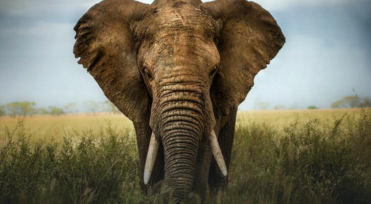 elephant-campaign-image