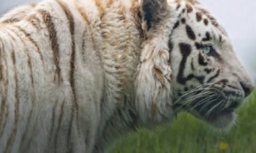 tiger-campaign-image