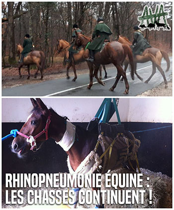 Rhinopneumonie équine : les experts appellent à la suspension des chasses à courre !
