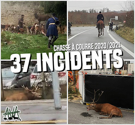 Saison 2020/2021 : 37 incidents de chasse à courre !