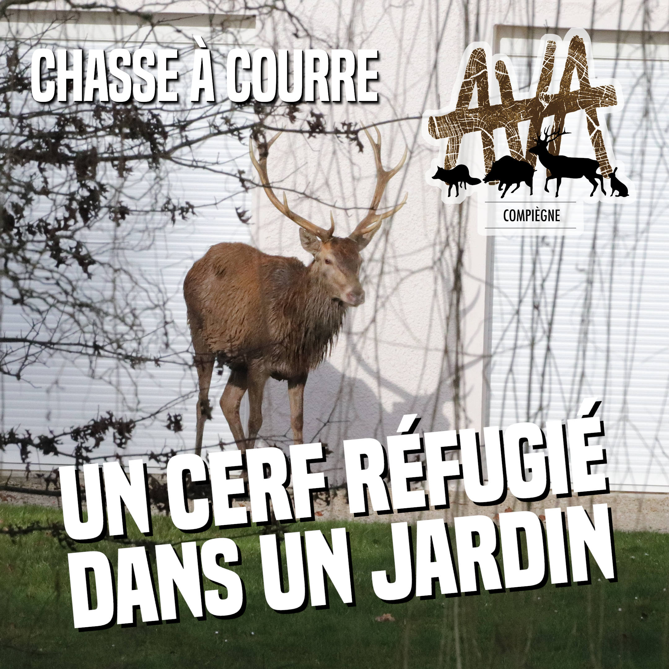 Un cerf chassé à courre se réfugie dans un jardin de Choisy-au-Bac (60) (VIDÉO)