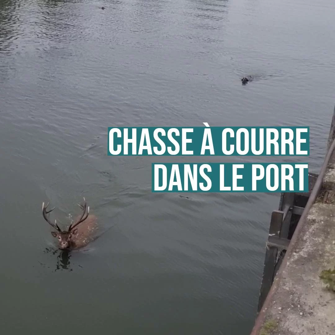 (VIDÉO) Pont-Sainte-Maxence (60) : chasse à courre dans le port !