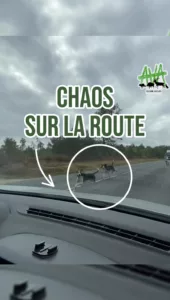 (VIDÉO) Chaos sur la route en forêt d’Orléans